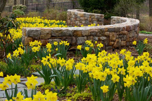 Daffodil Sublime Garden Design Landscape Design Landscape