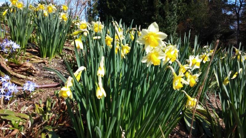 Grape Hyacinth Spectacular Container Gardening Ideas