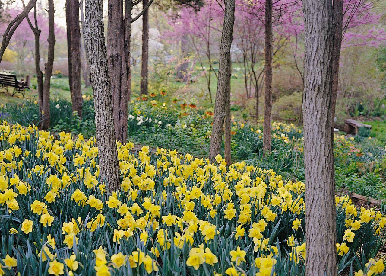 Daffodils Tulips Muscari Spring Road Trees Flower Garden