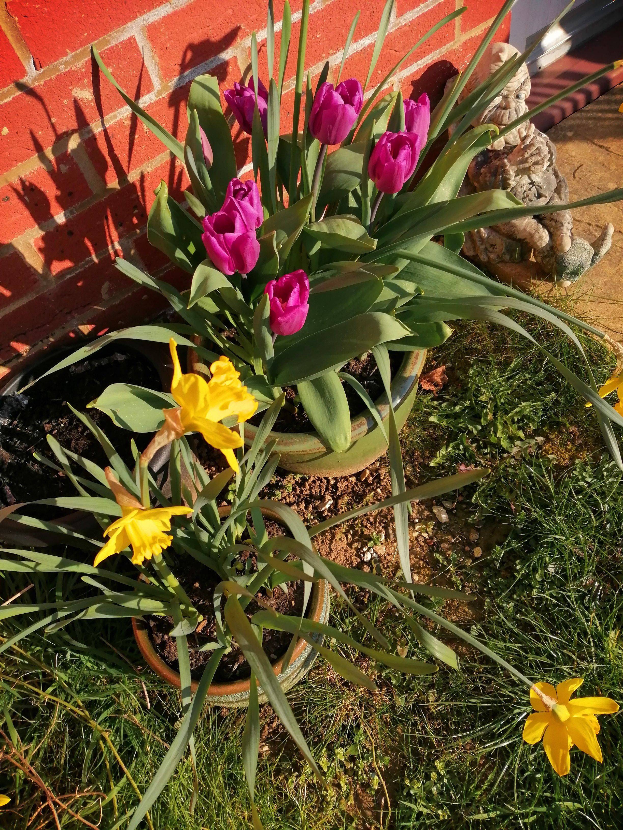 How To Divide Daffodil Bulbs