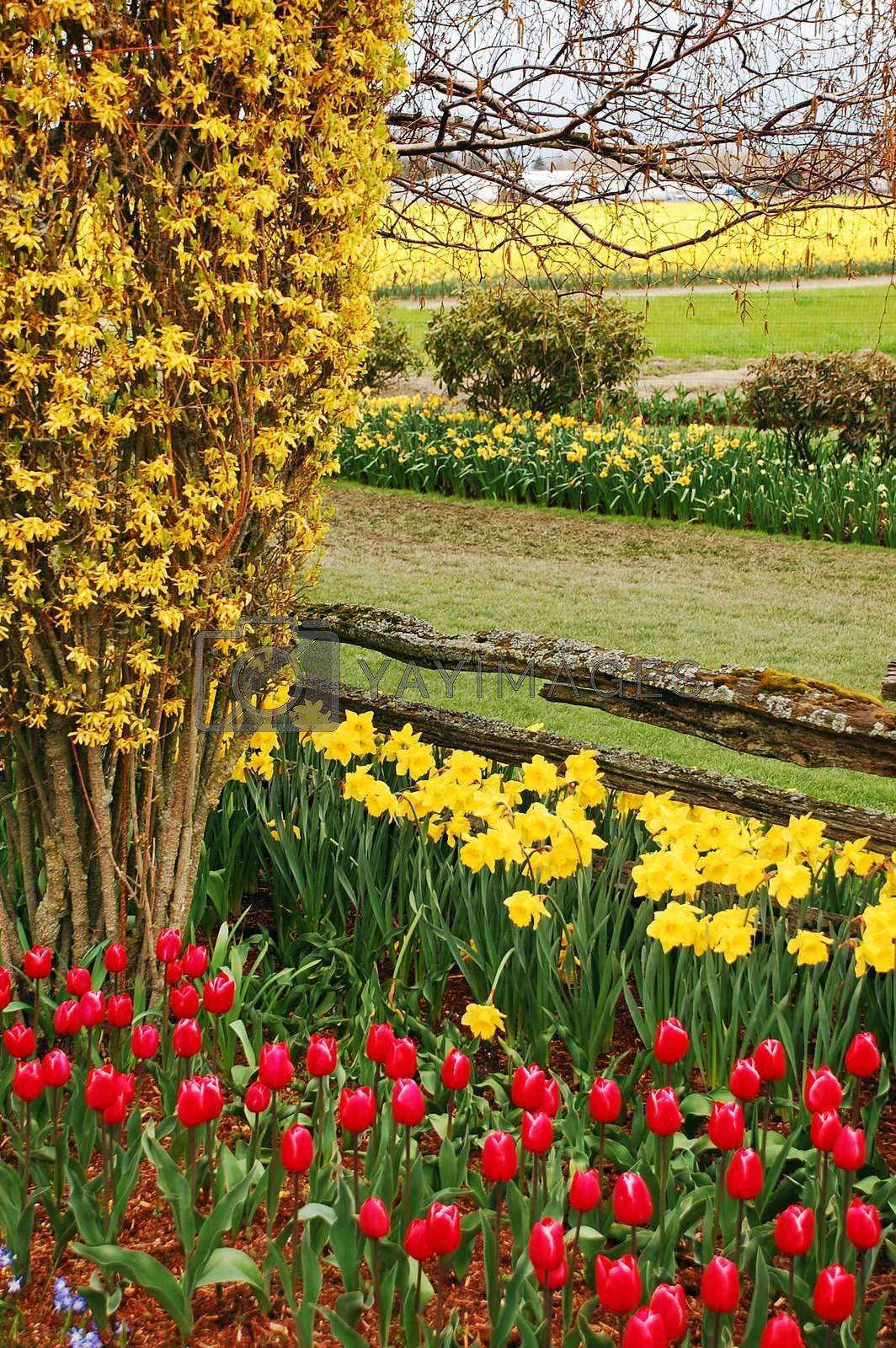 A Roadside Daffodil Planting Project