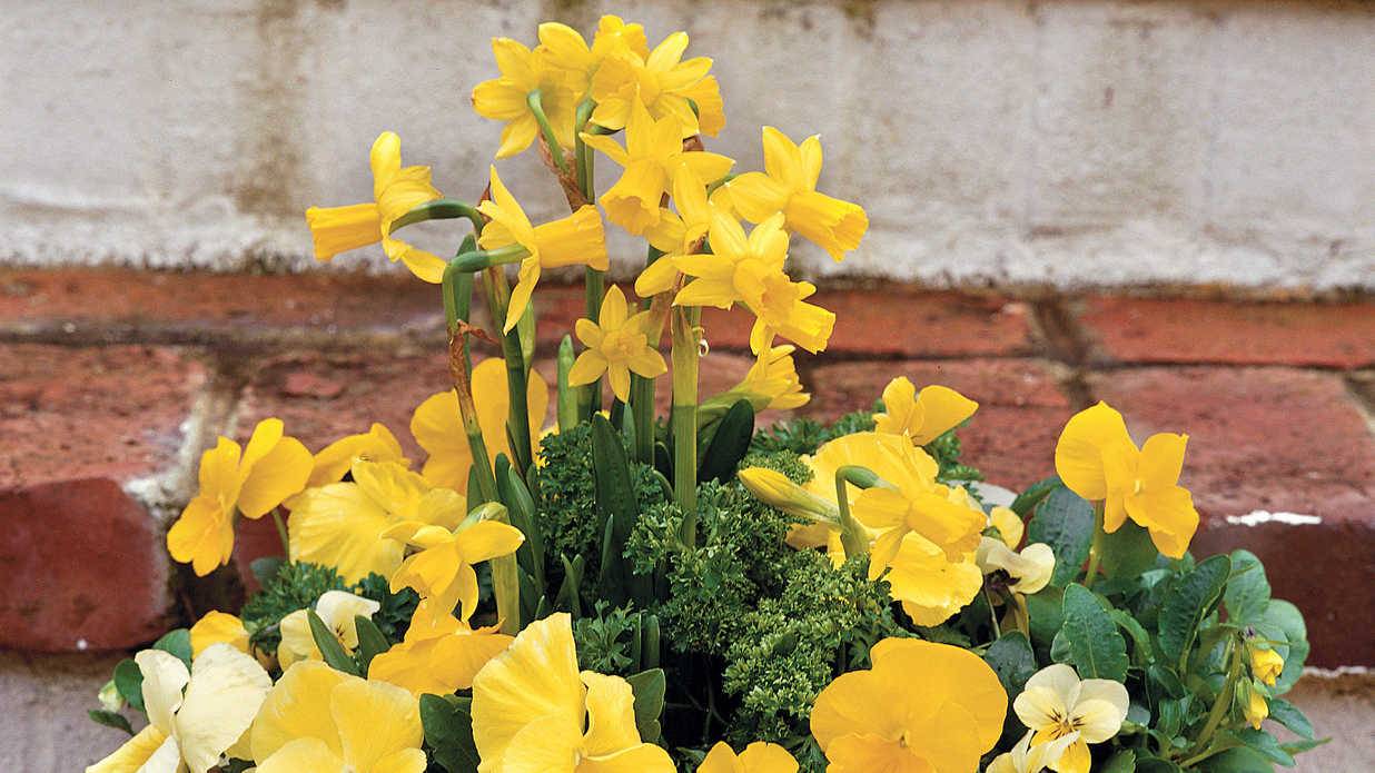 Planting Daffodils