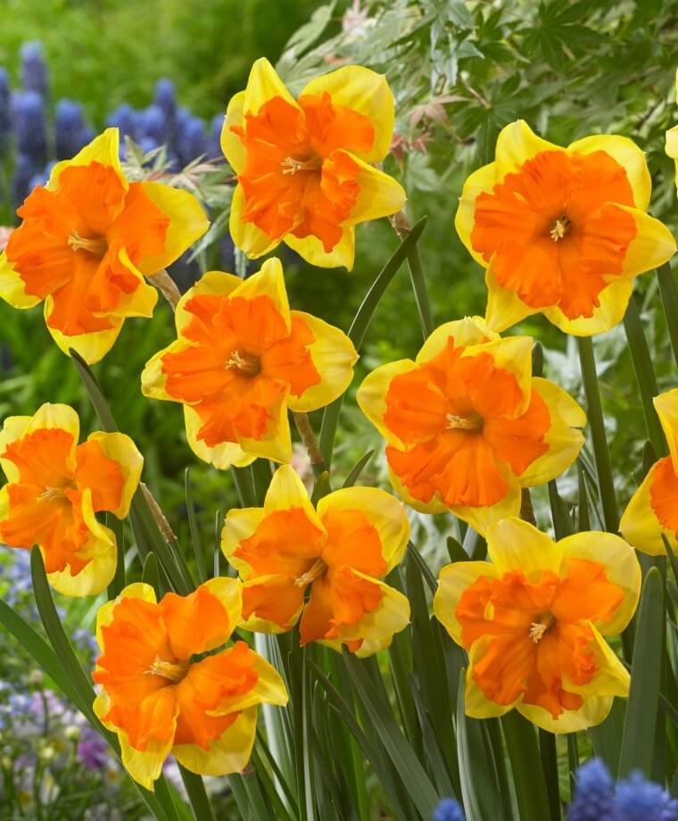 Daffodil Gardens