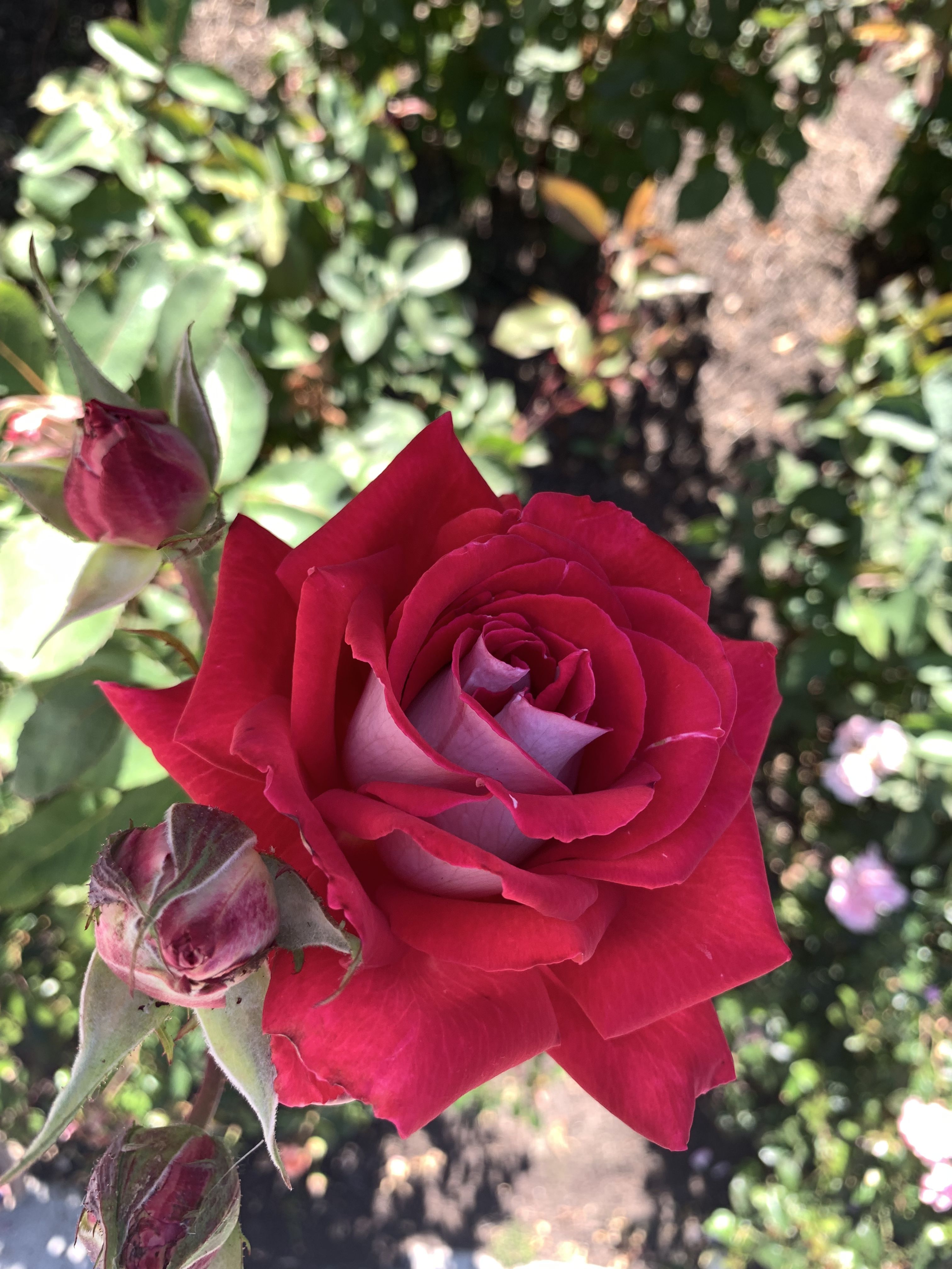 Portland Oregon International Rose Test Garden Washington Park