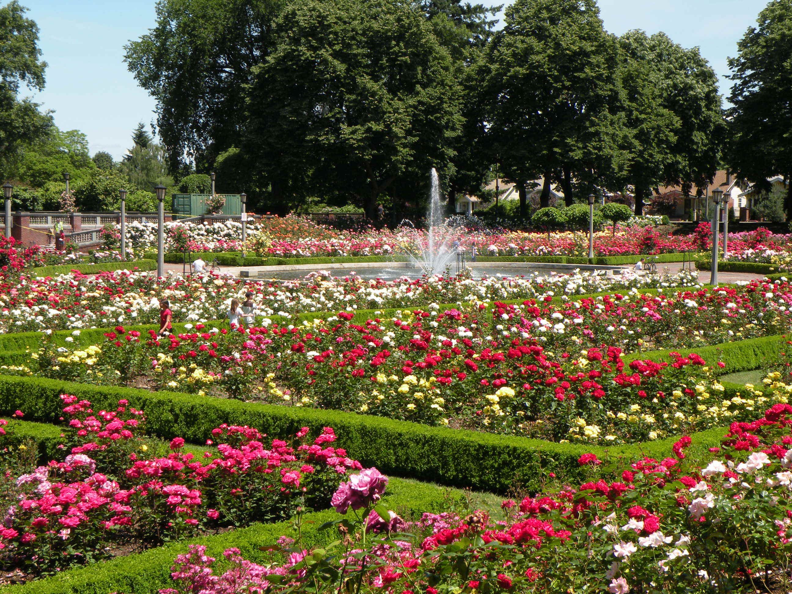 Portland Rose Garden Wonders