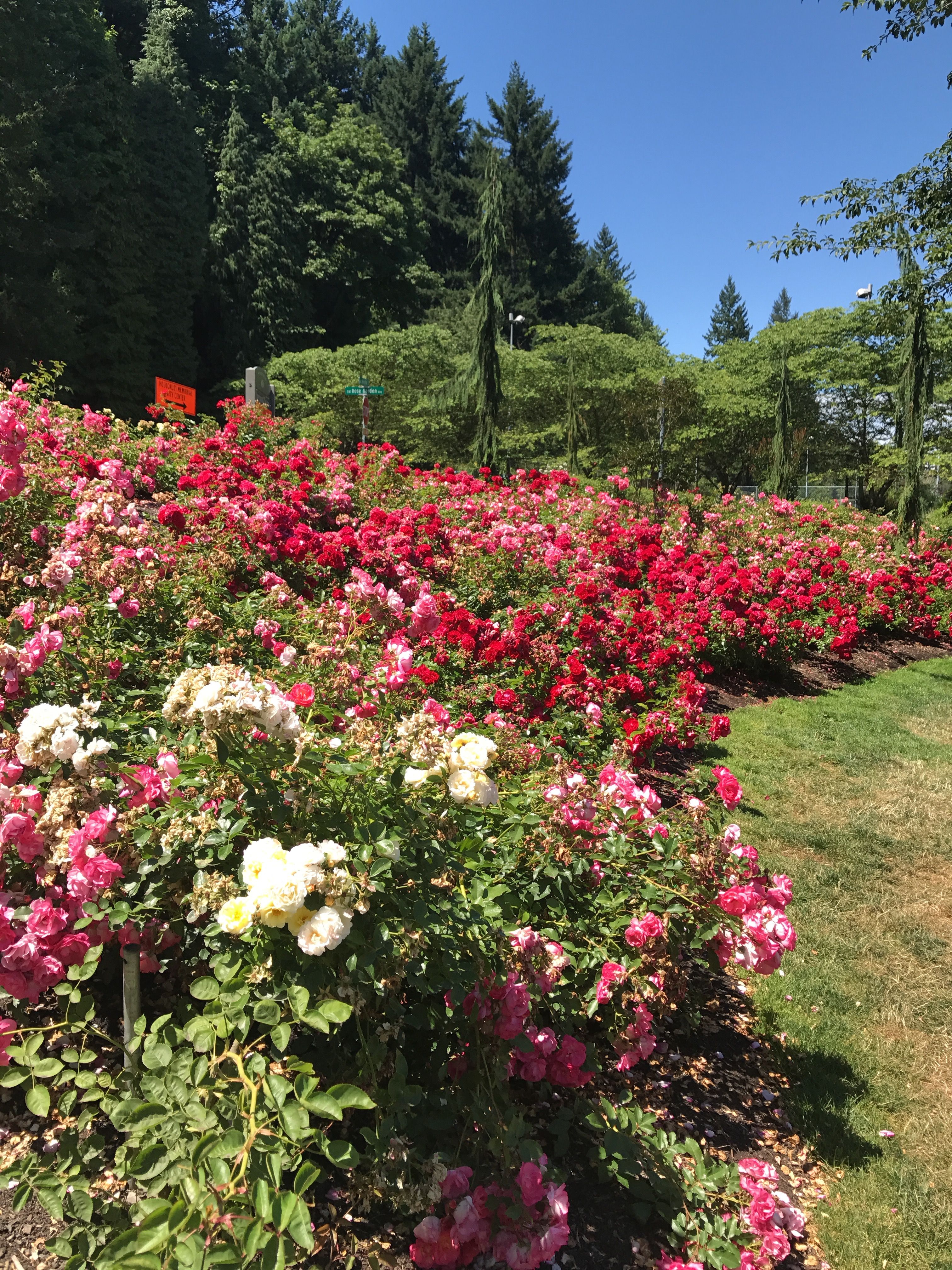 Washington Parks Rose Garden Organic Gardening Tips