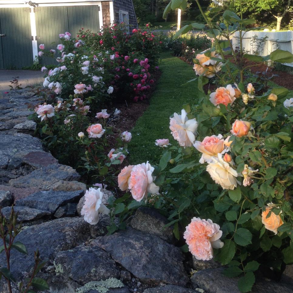 Amazing Backyard Rose Garden Ideas