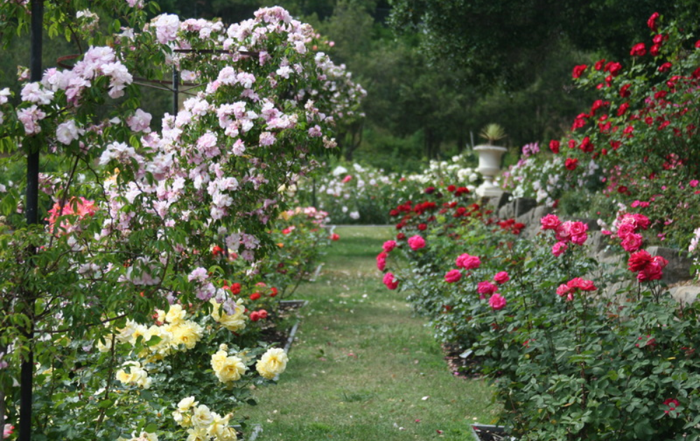 Rose Garden Decorating Ideas For Good Looking Landscape Traditional