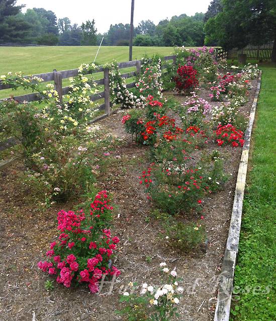 Knockout Roses Garden Design