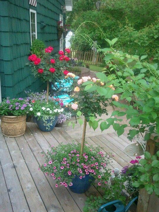 Miniature Rose Garden Ideas