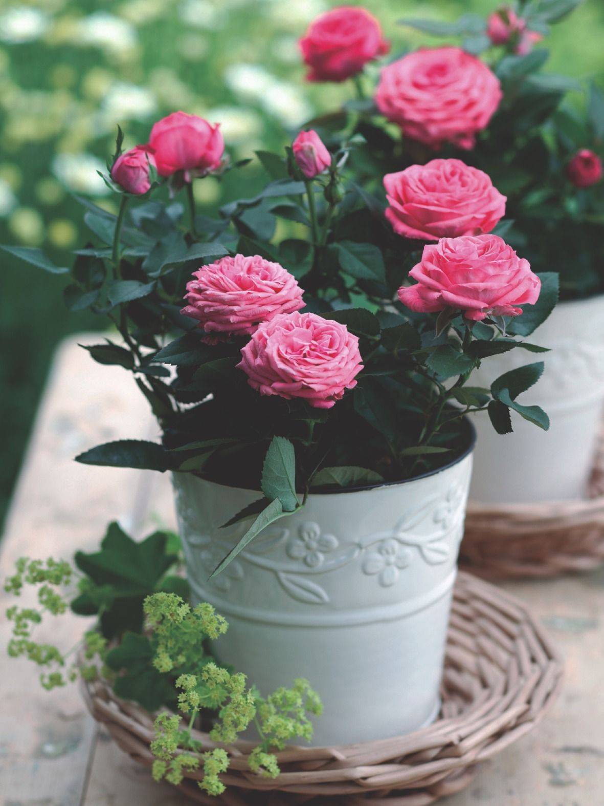 Miniature Roses