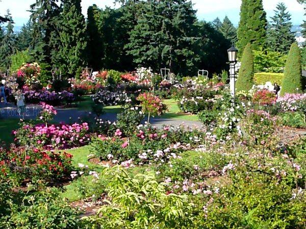 Rose Garden Portland