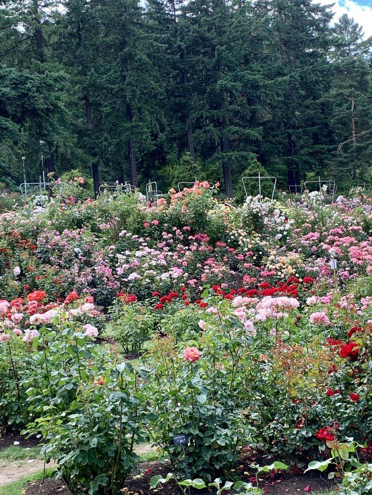 International Rose Test Garden Attractions Travel Leisure