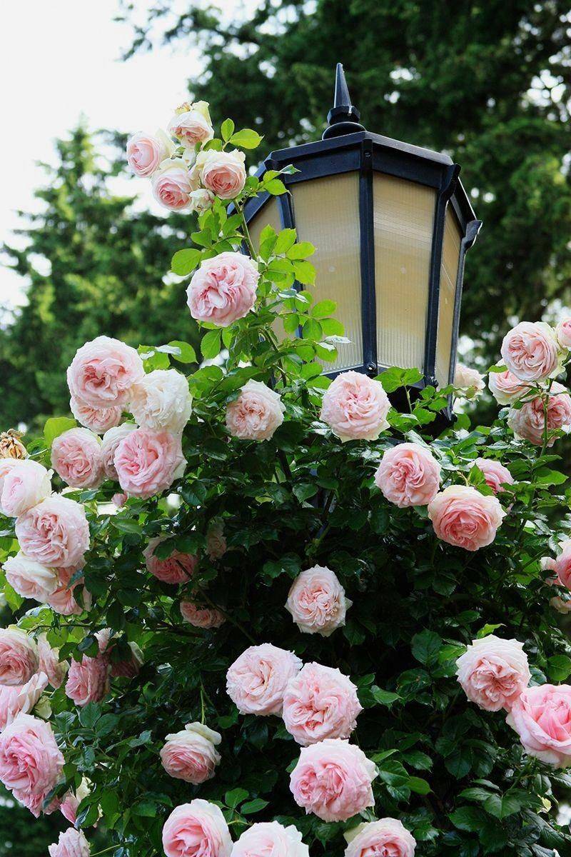 Portland Rose Garden