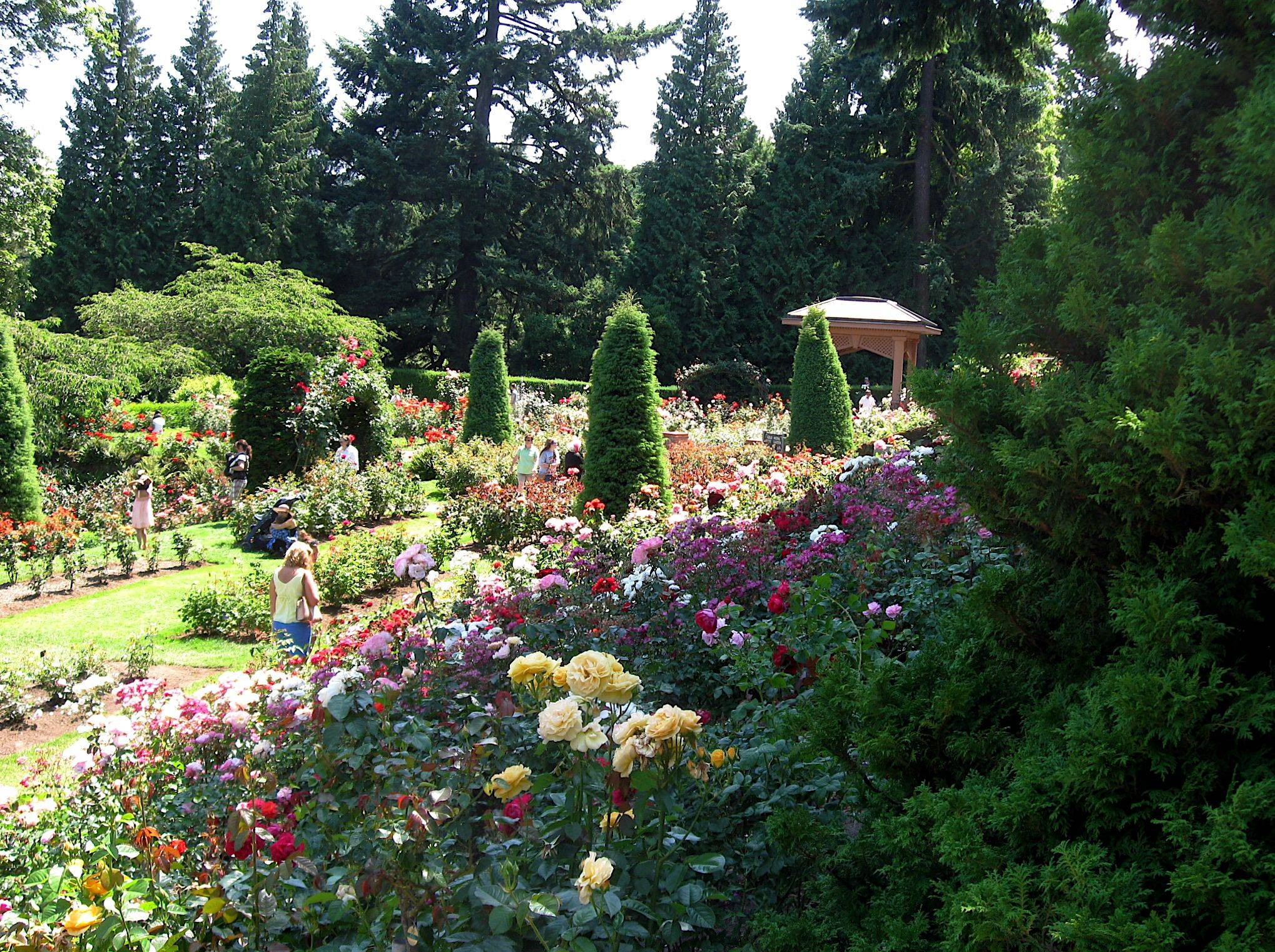 Portland Rose Garden Wonders