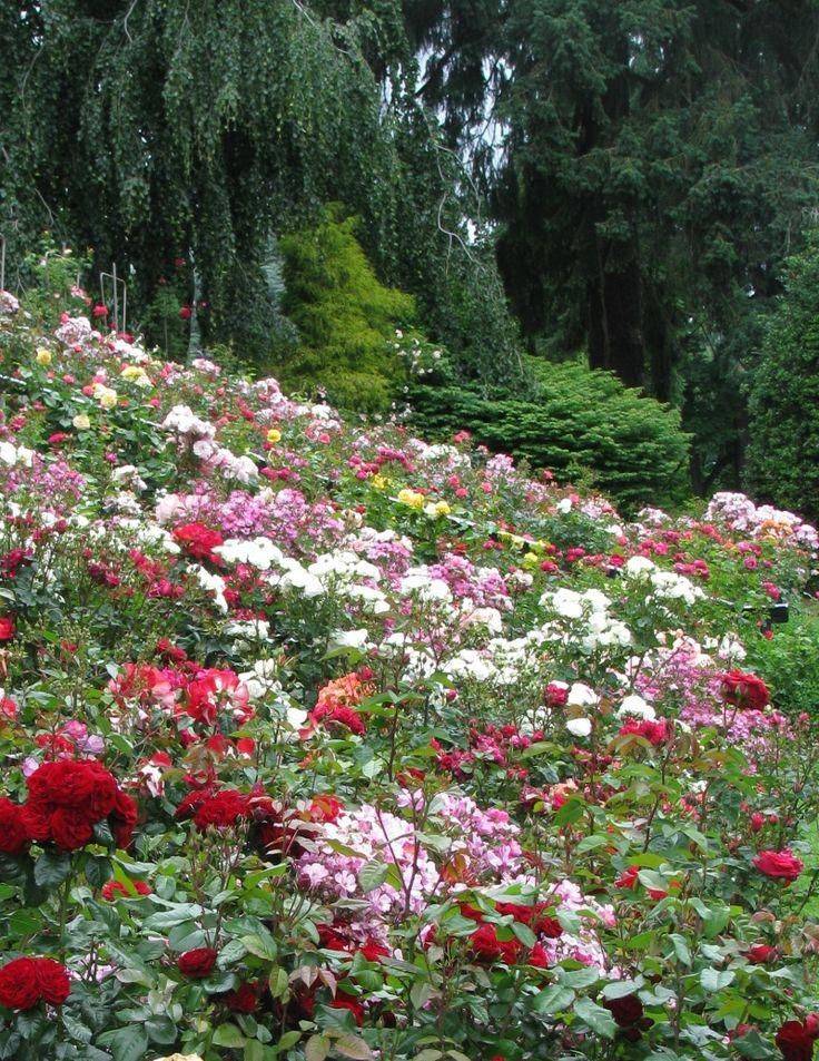 Rose Garden Portland Free