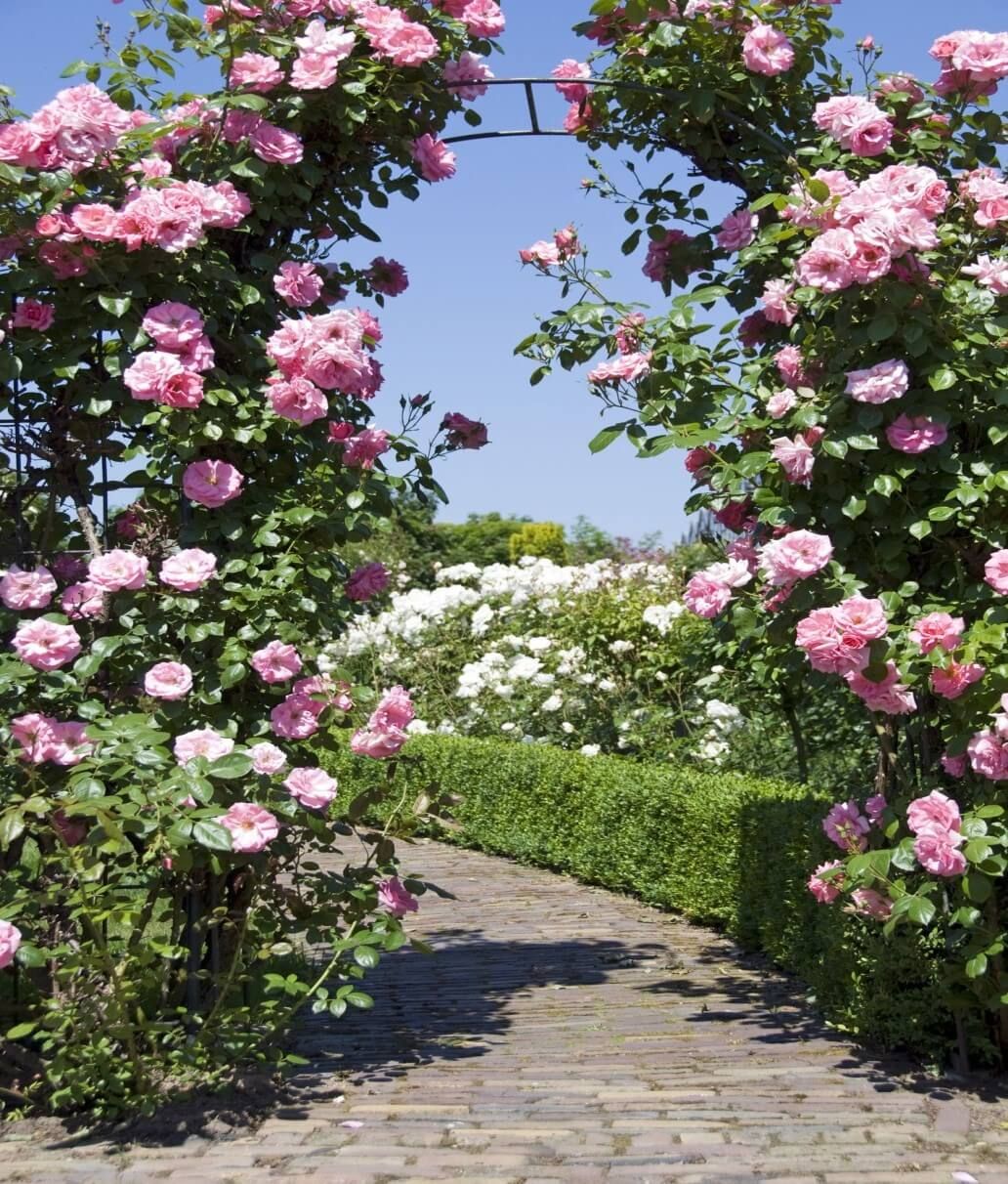 Australias Best Rose Gardens Australian Garden