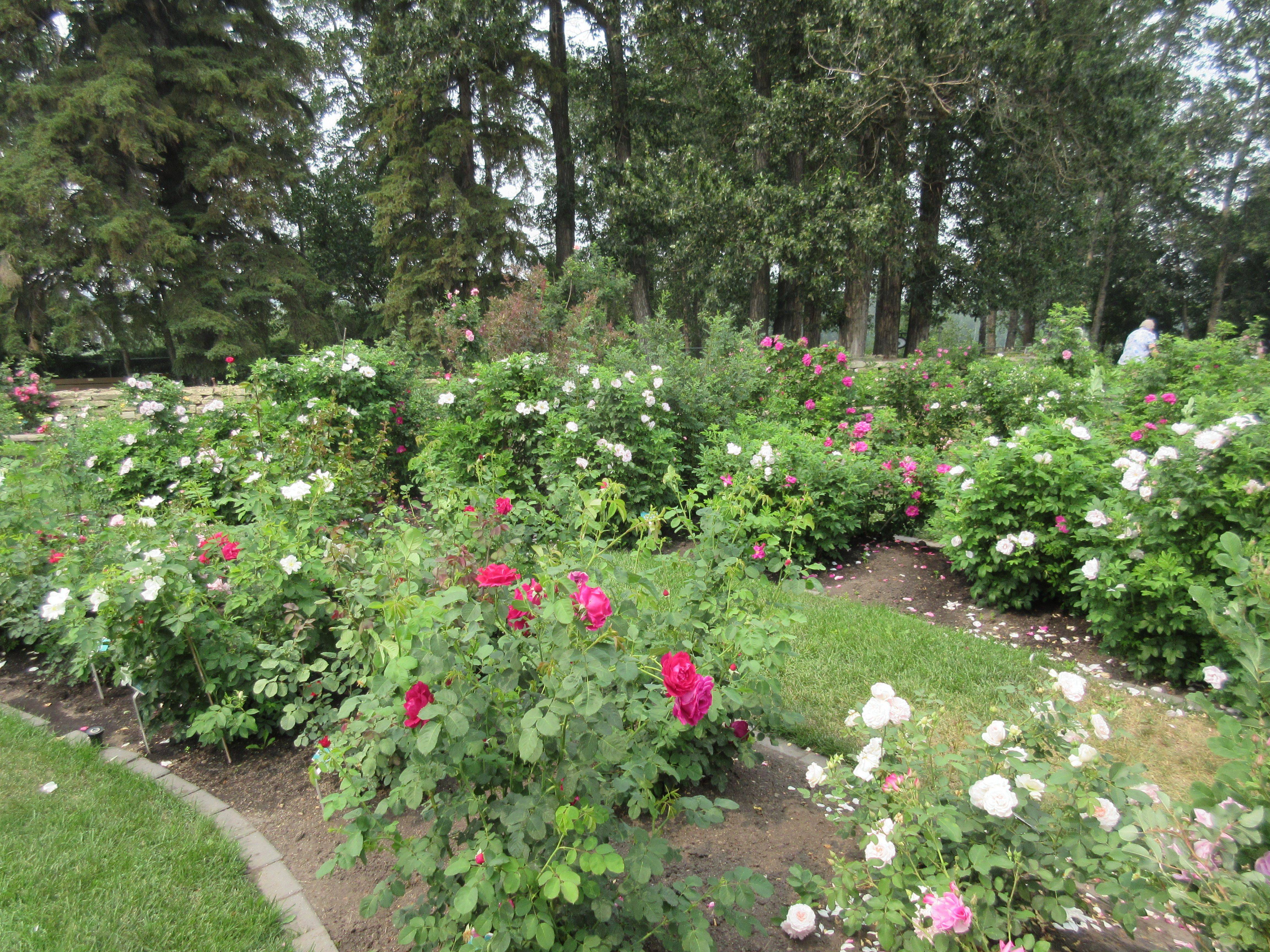 A Rose Garden