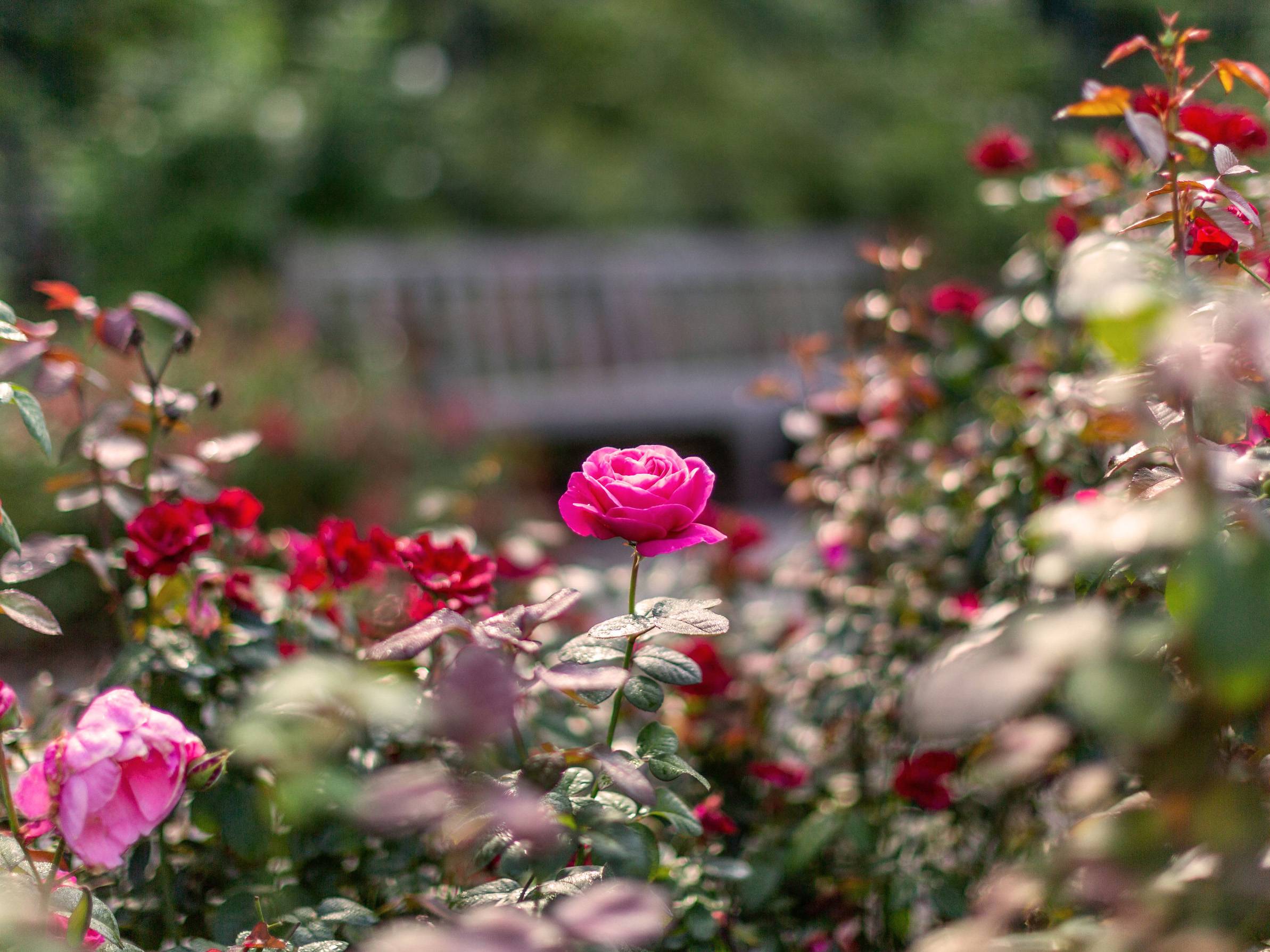 Roses Gardens Botanical Gardens