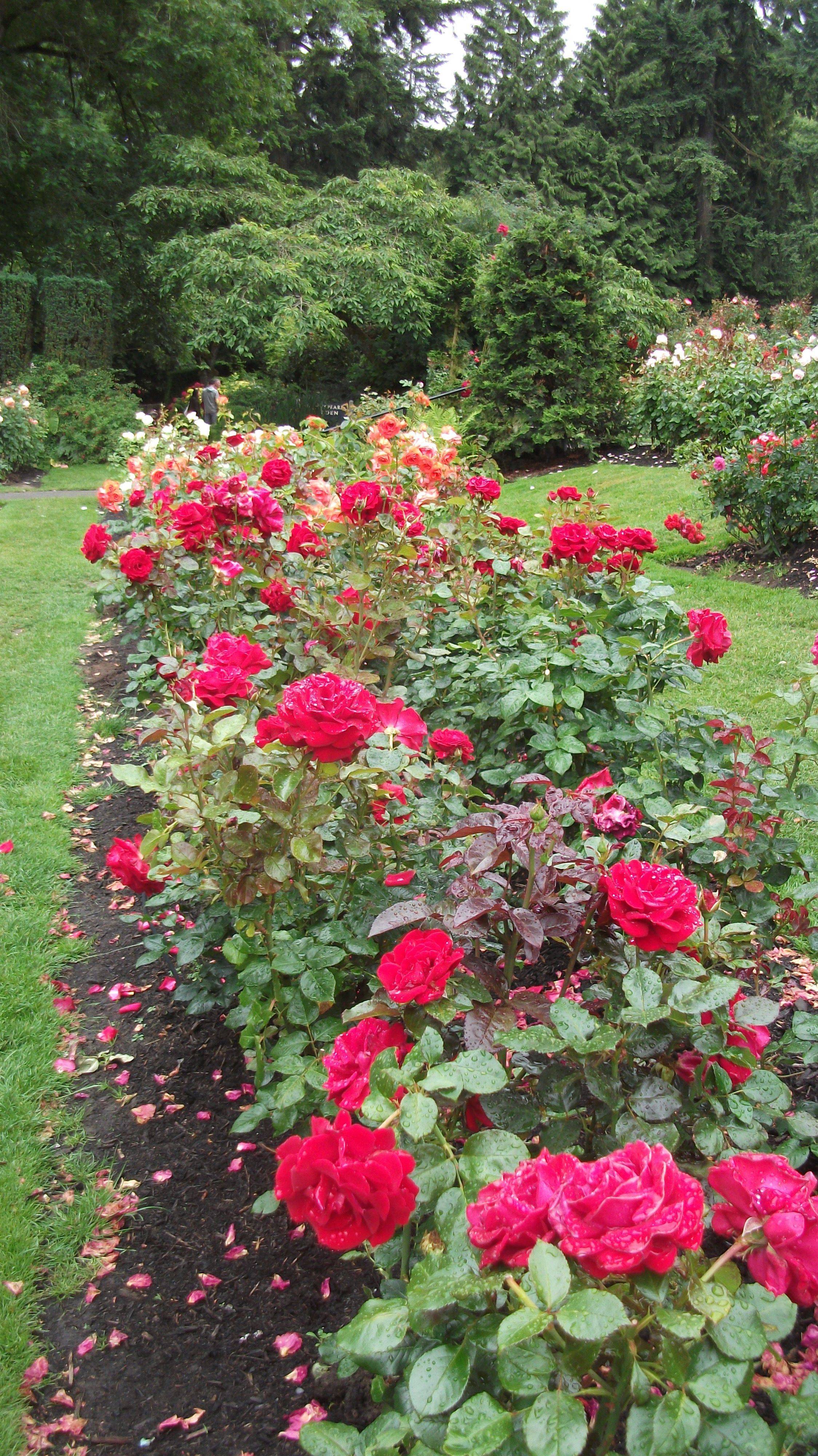 Japanese Rose Garden Oregon