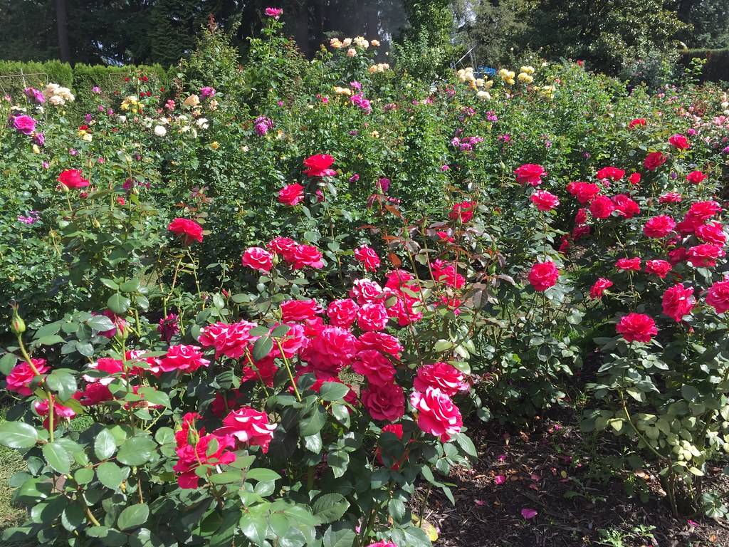 Portlands Gold Medal Rose Garden