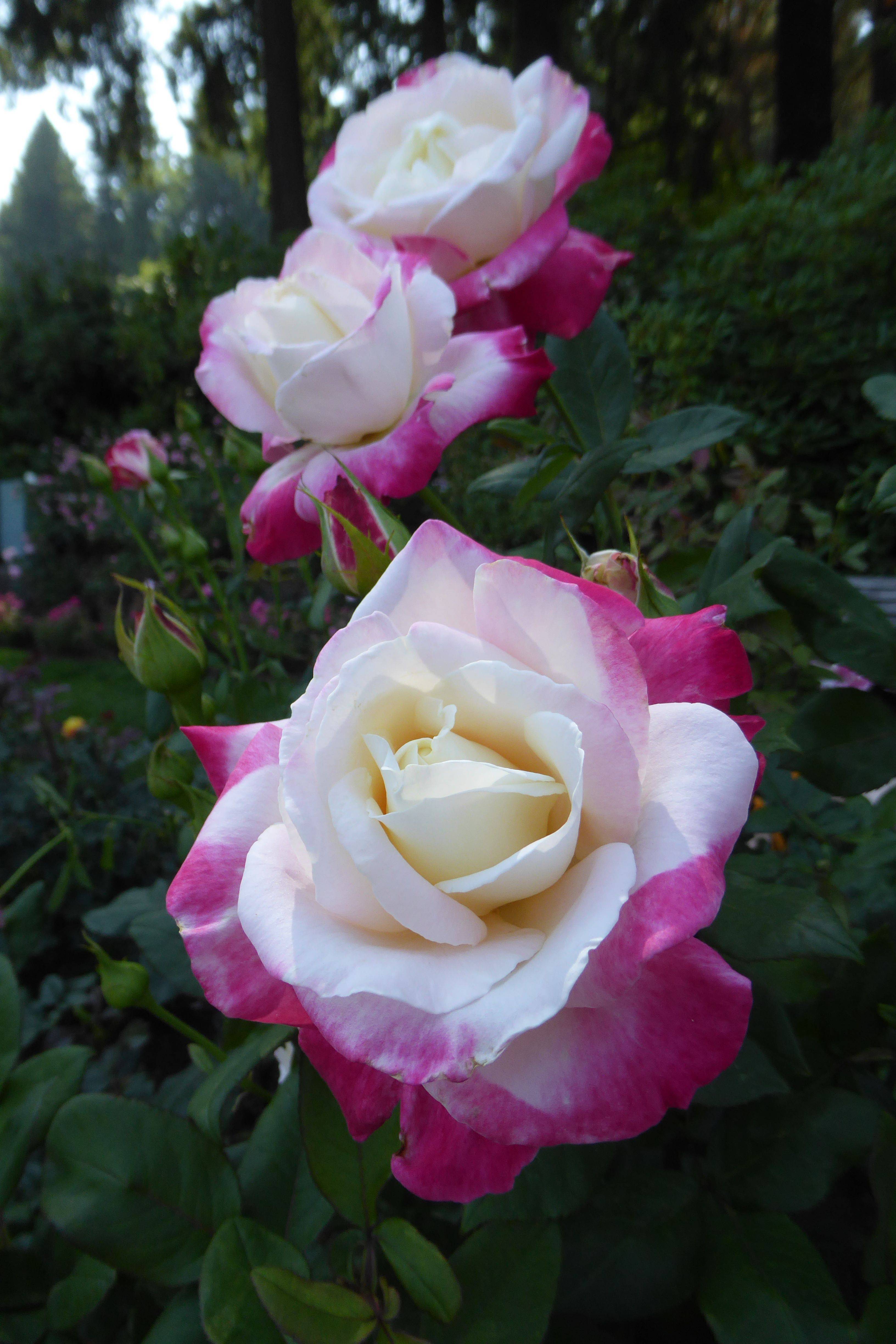 Rose Garden Japanese