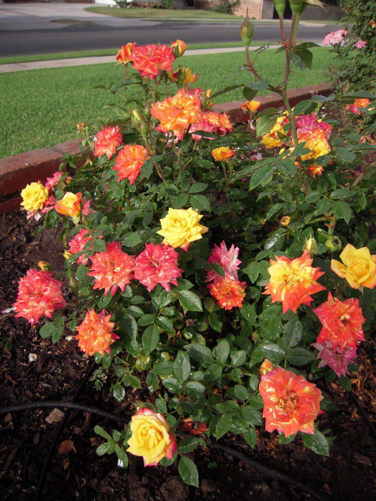 Amazing Backyard Rose Garden Ideas