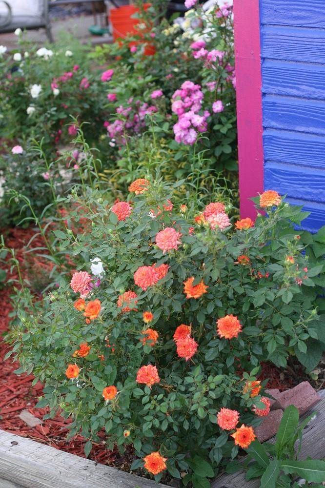 This Year Matchnesscom Rose Garden