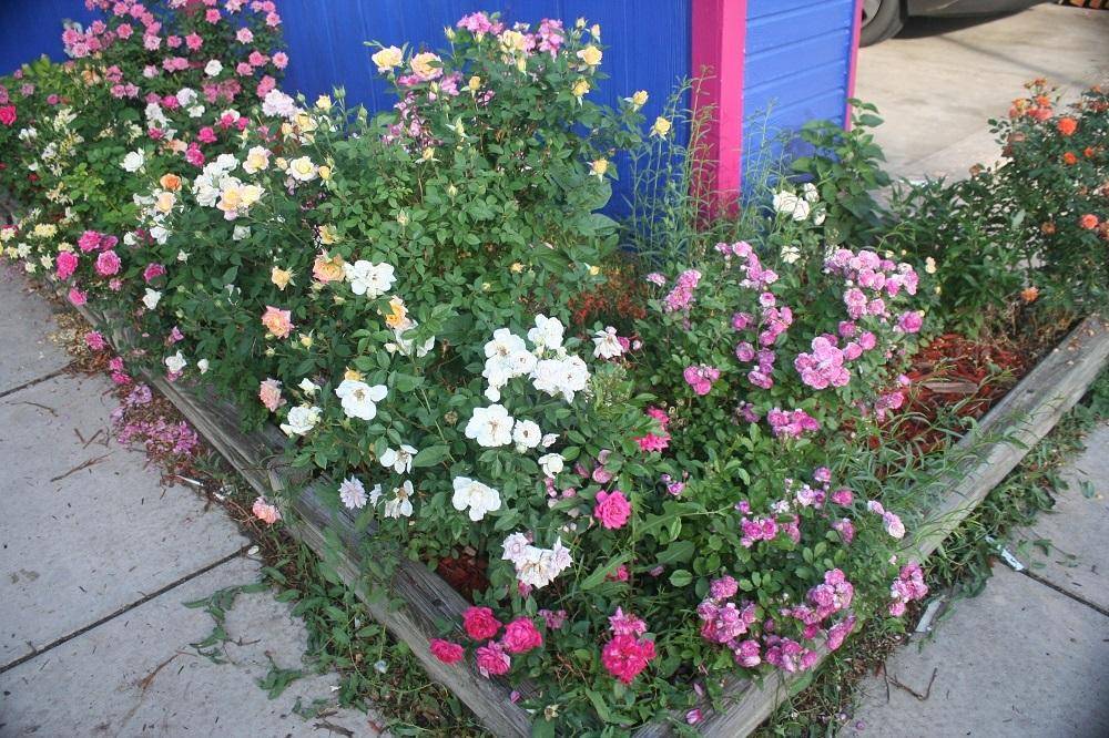 Small Rose Garden Growing Roses