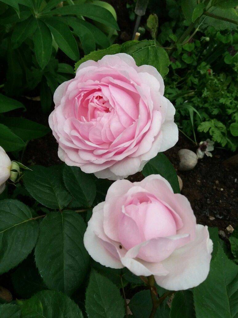 Lovely Pink Rose Gardening Ideas Backyard