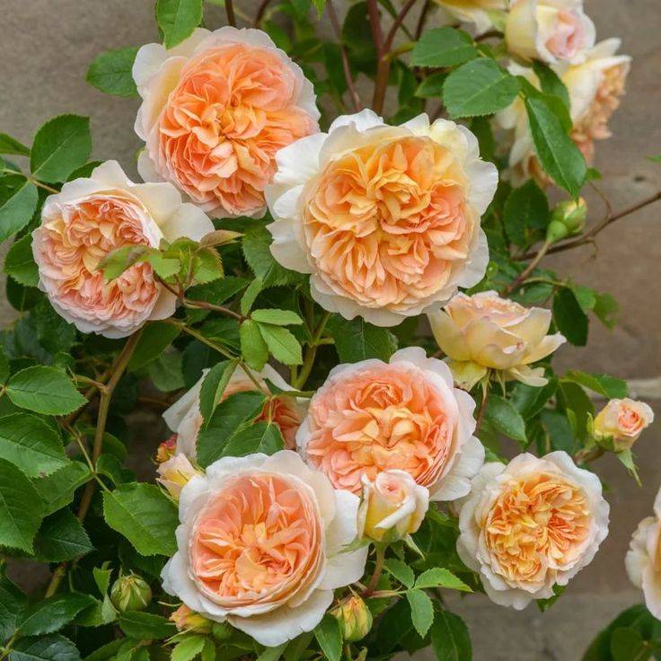 David Austin English Climbing Rose