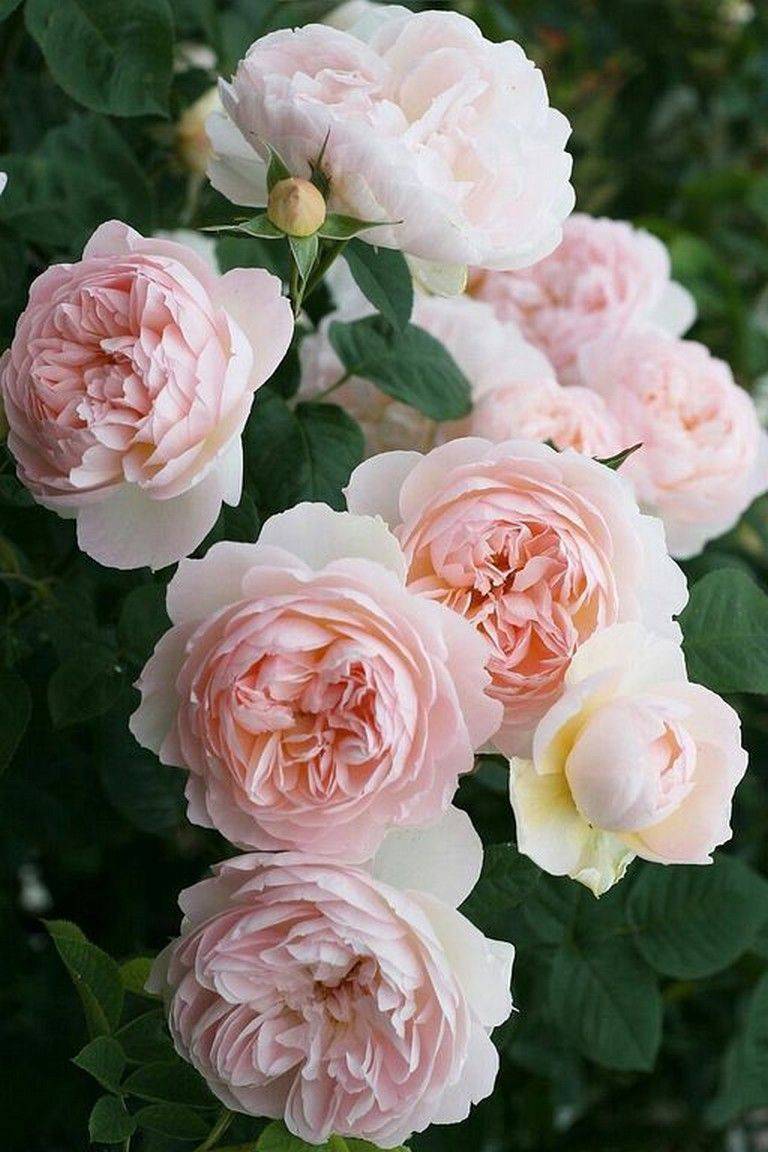 David Austin Keira Roses Garden Roses Direct