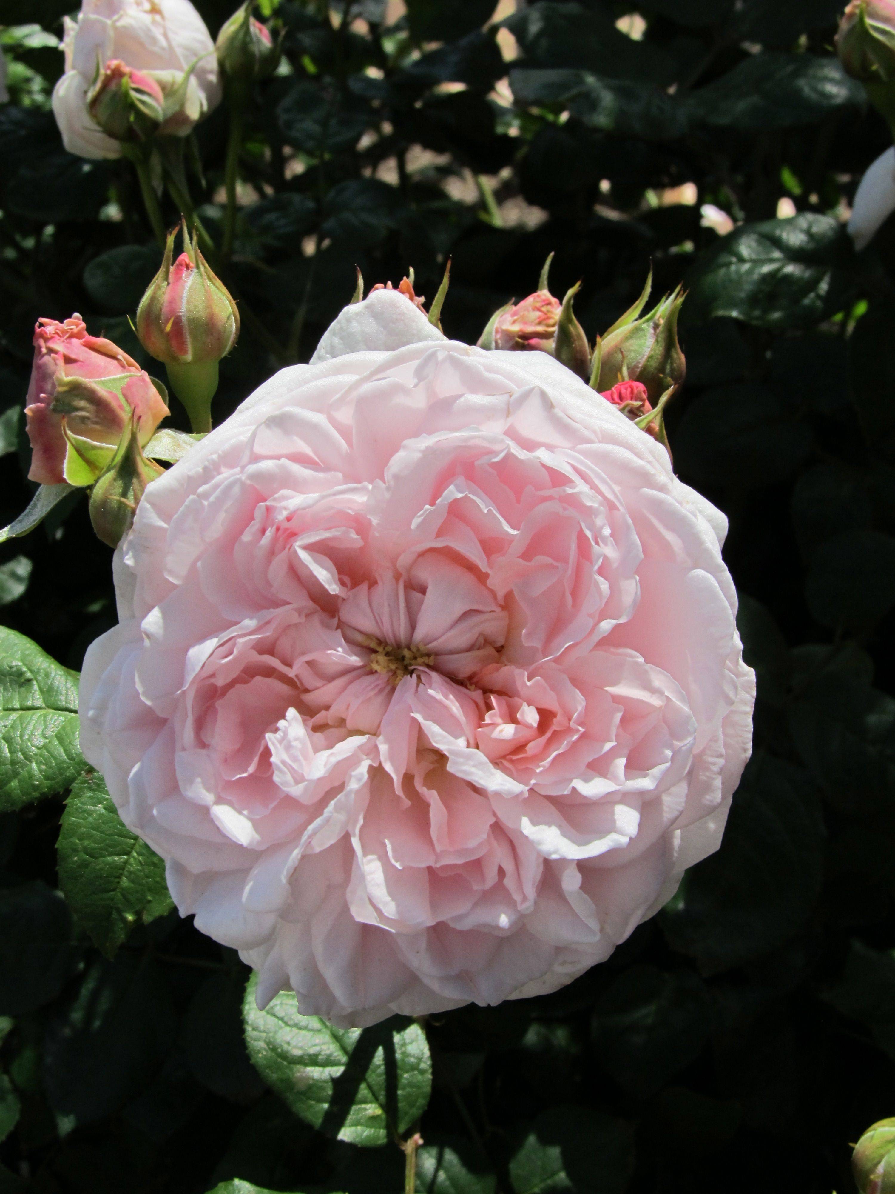 David Austin Rosa The Alnwick Rose