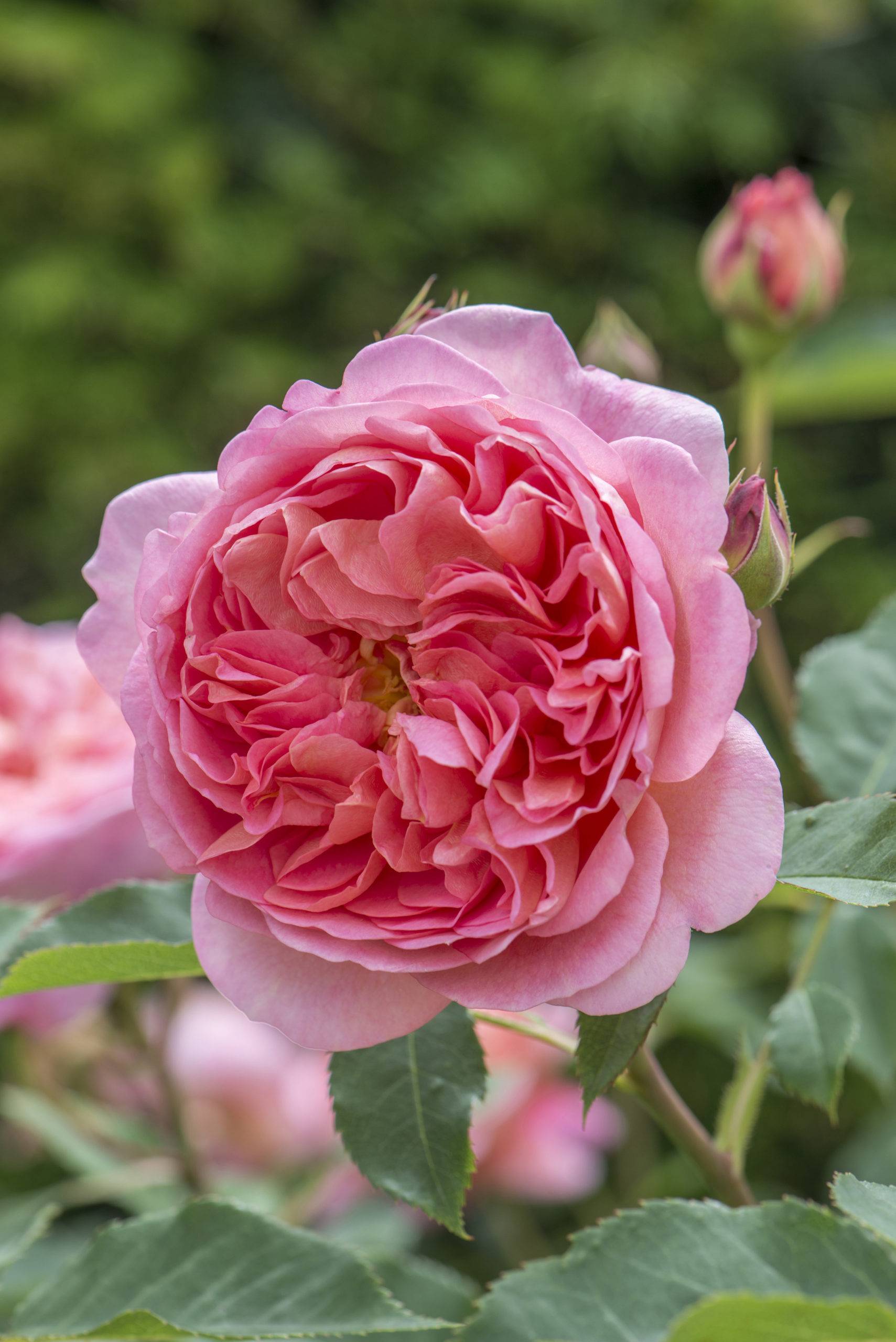 Jubilee Celebration English Rose Standards English Roses
