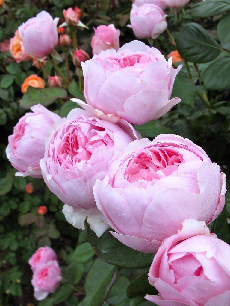 Pink David Austin Roses