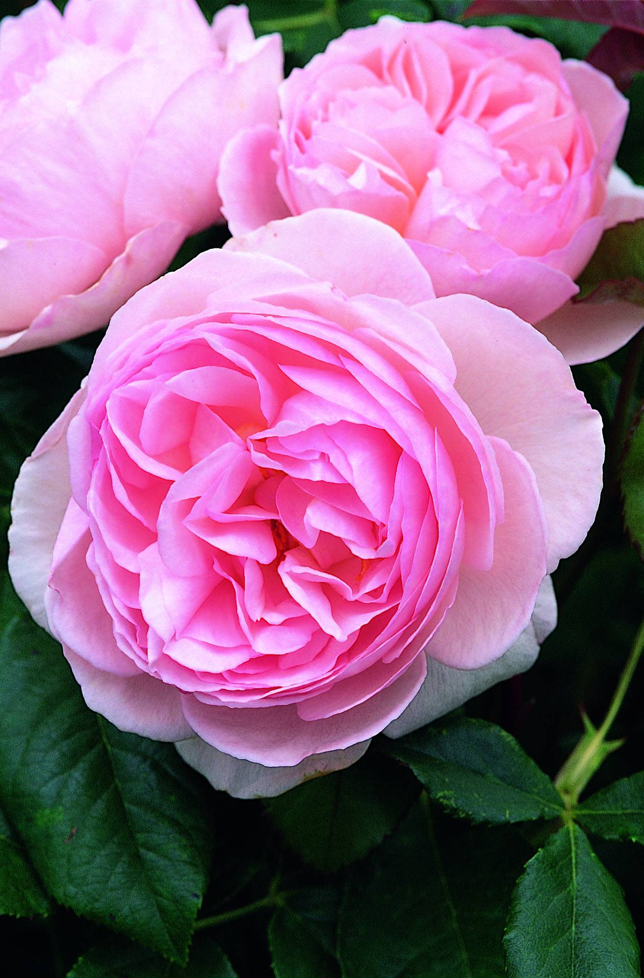 Pink David Austin Roses