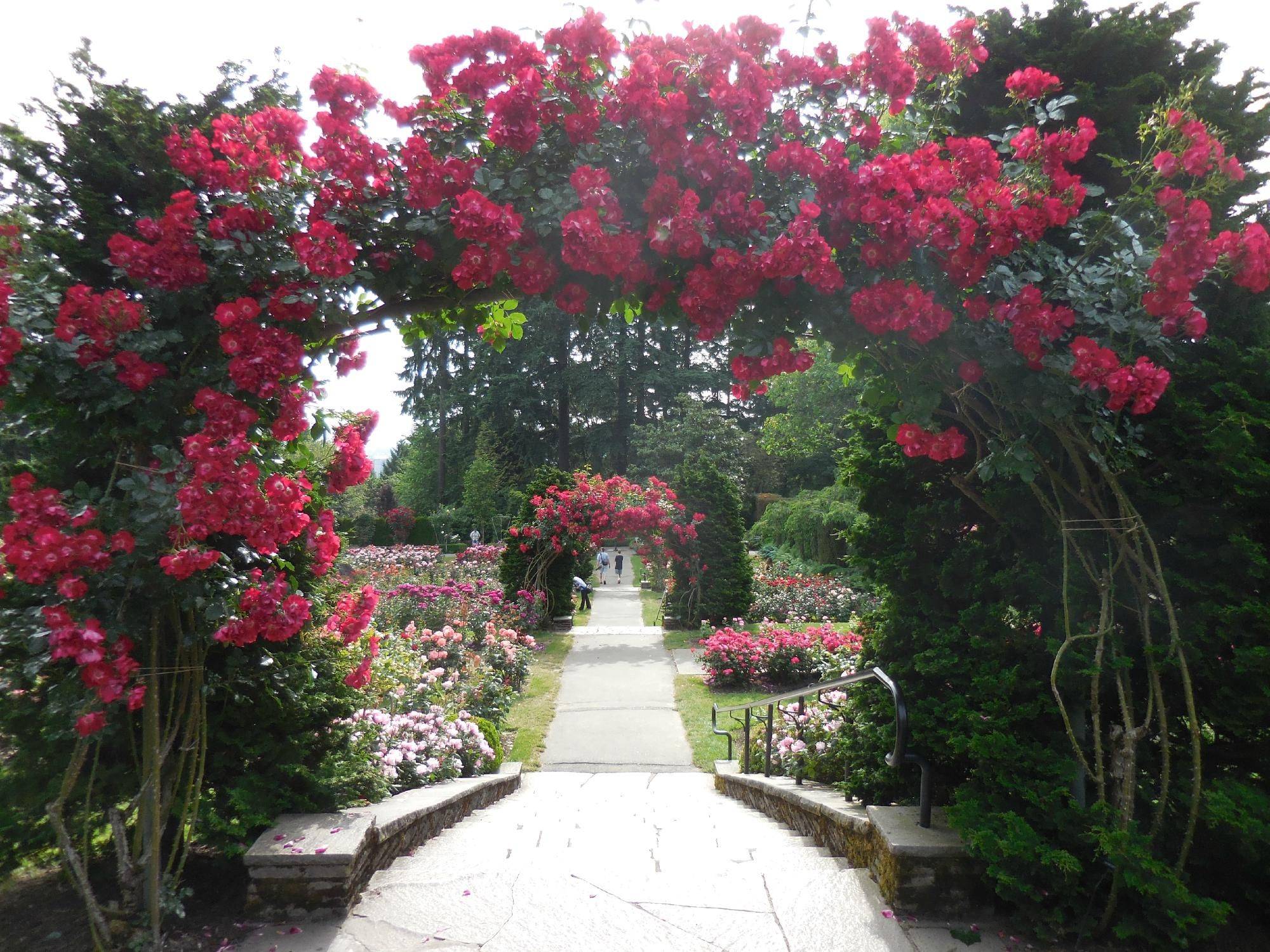 Portlands International Rose Test Garden