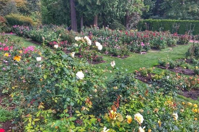 Portlands International Rose Test Garden