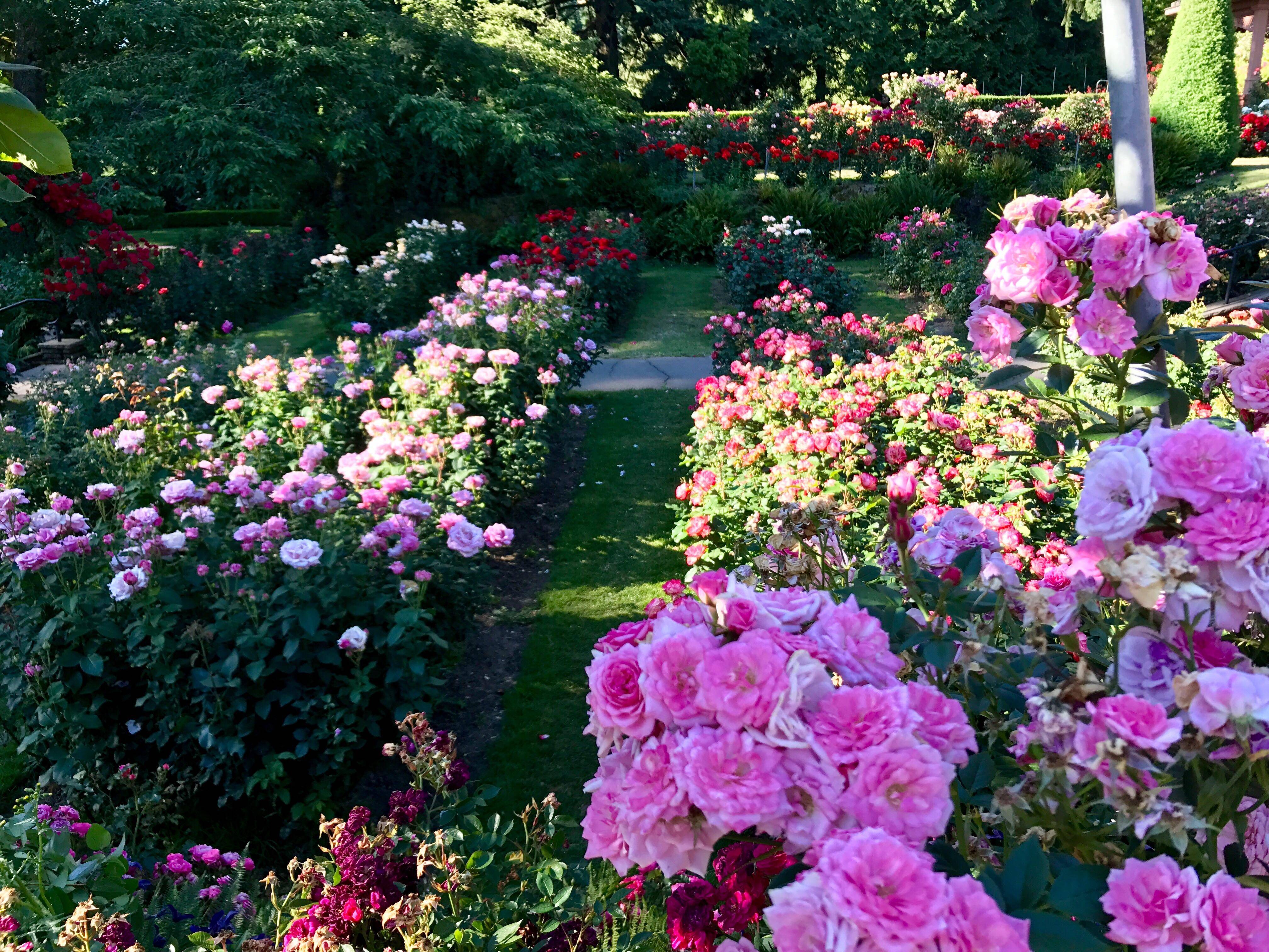 International Rose Test Garden Attractions Travel Leisure