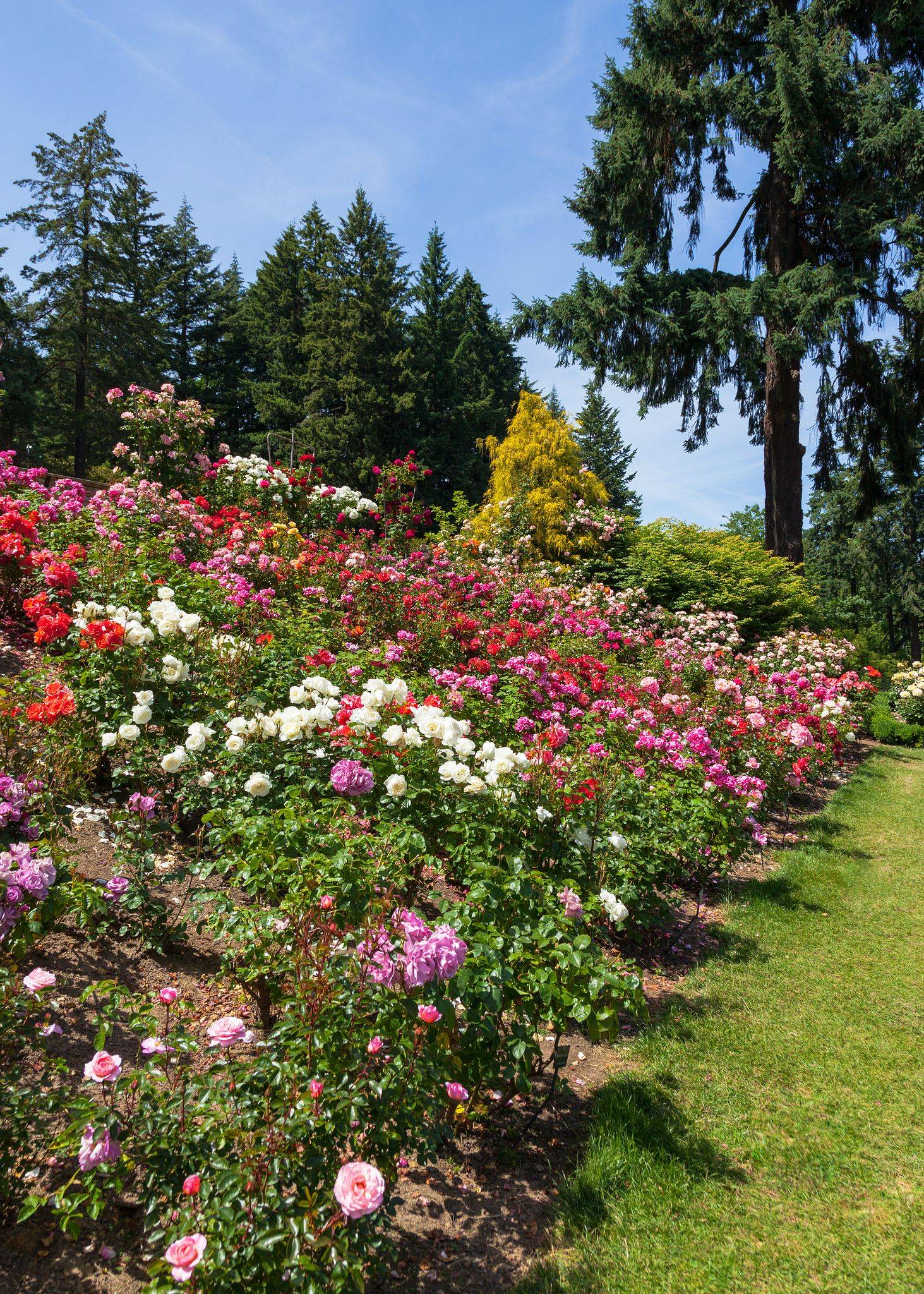 International Rose Test Garden Portland Oregon Garden