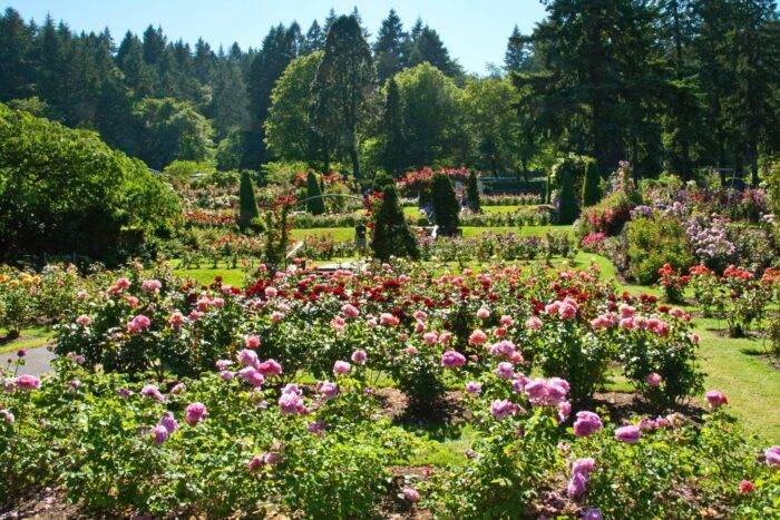 International Rose Test Garden