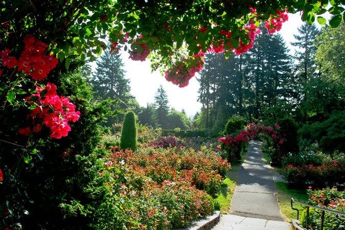 Oregon Rose Garden International Rose Test Garden