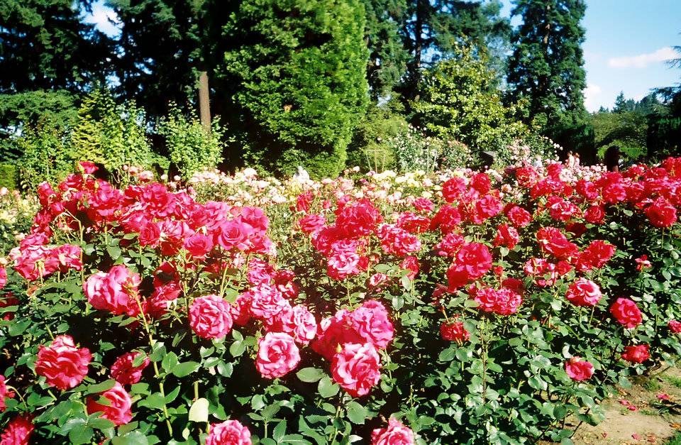 International Rose Test Garden Time