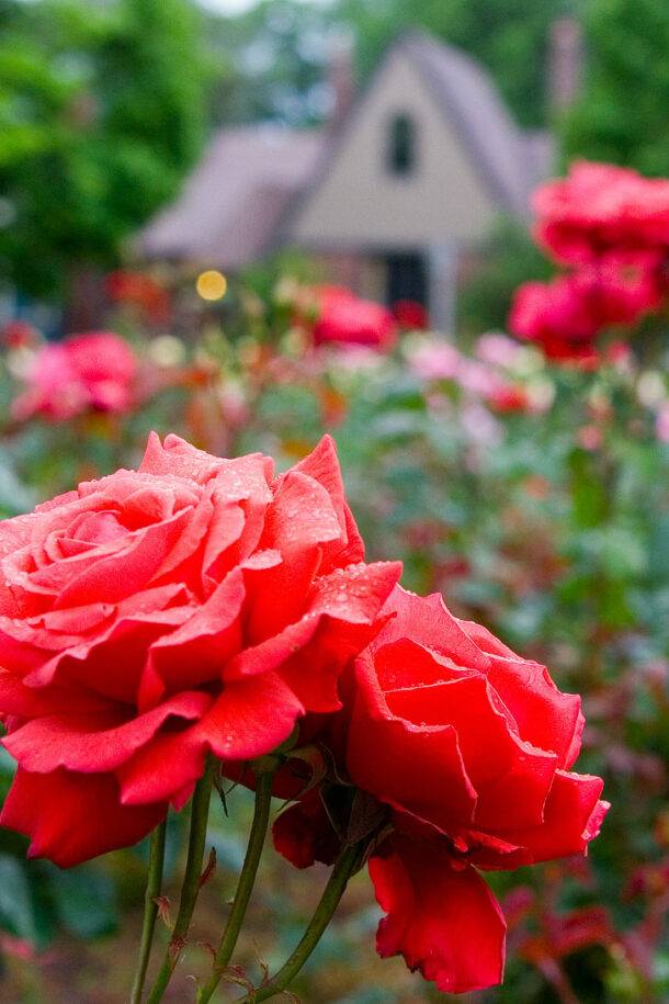 International Rose Test Garden Attractions Travel Leisure