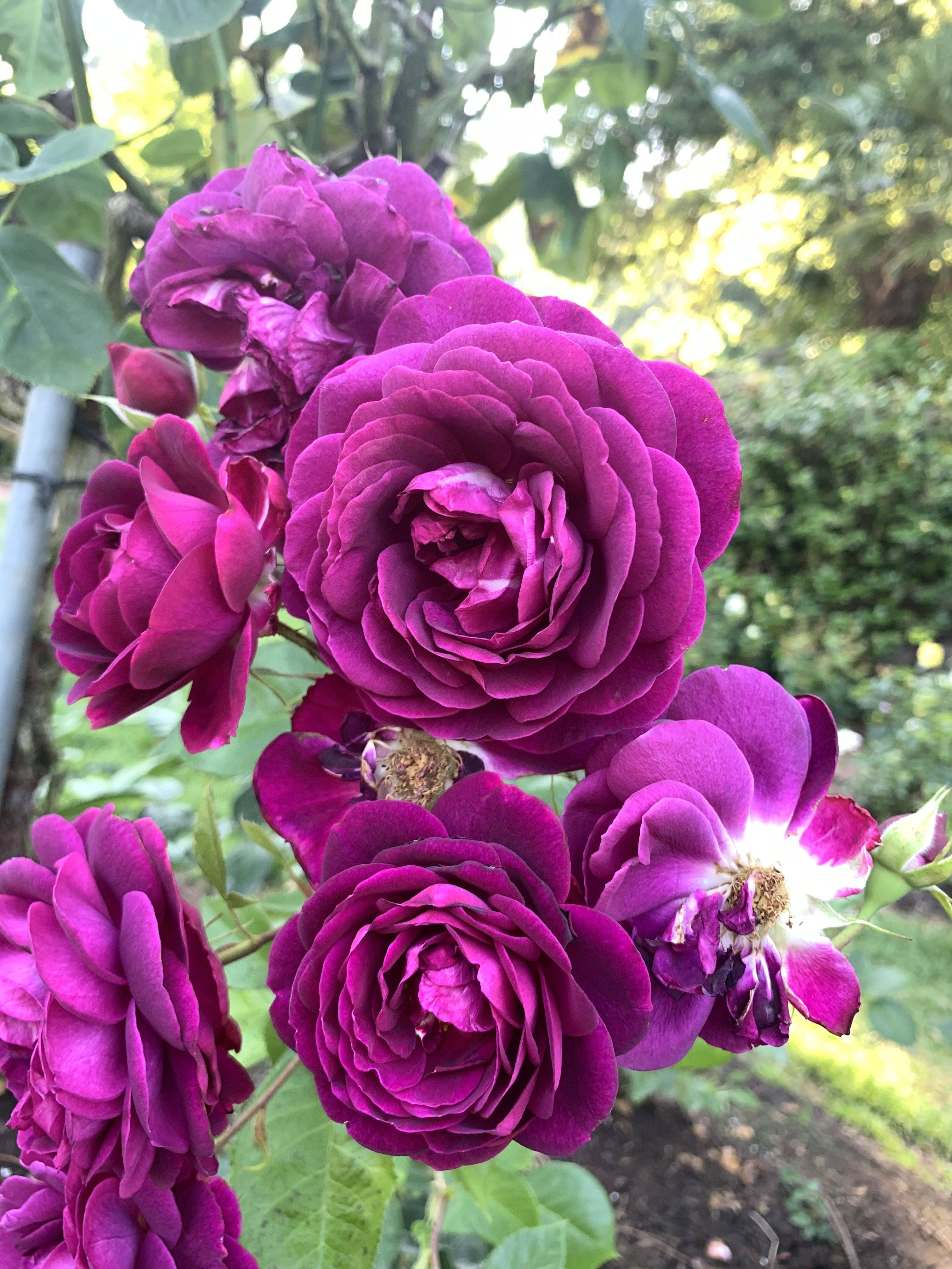 Rose Garden Portland Free