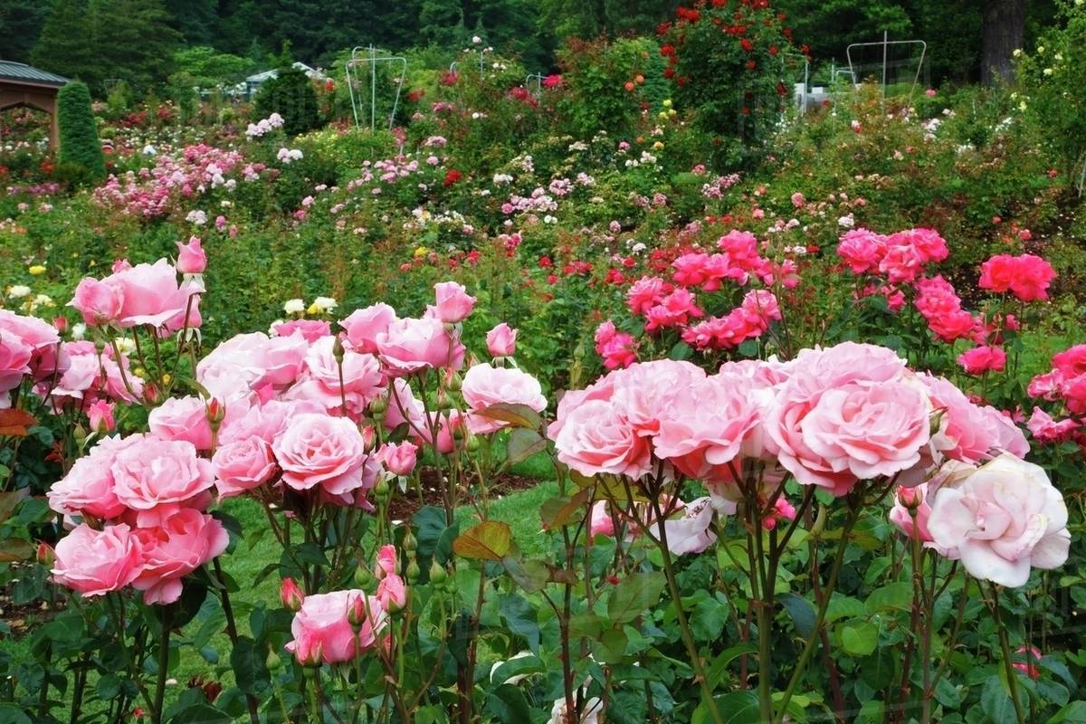Rose Garden Rose Garden Portland
