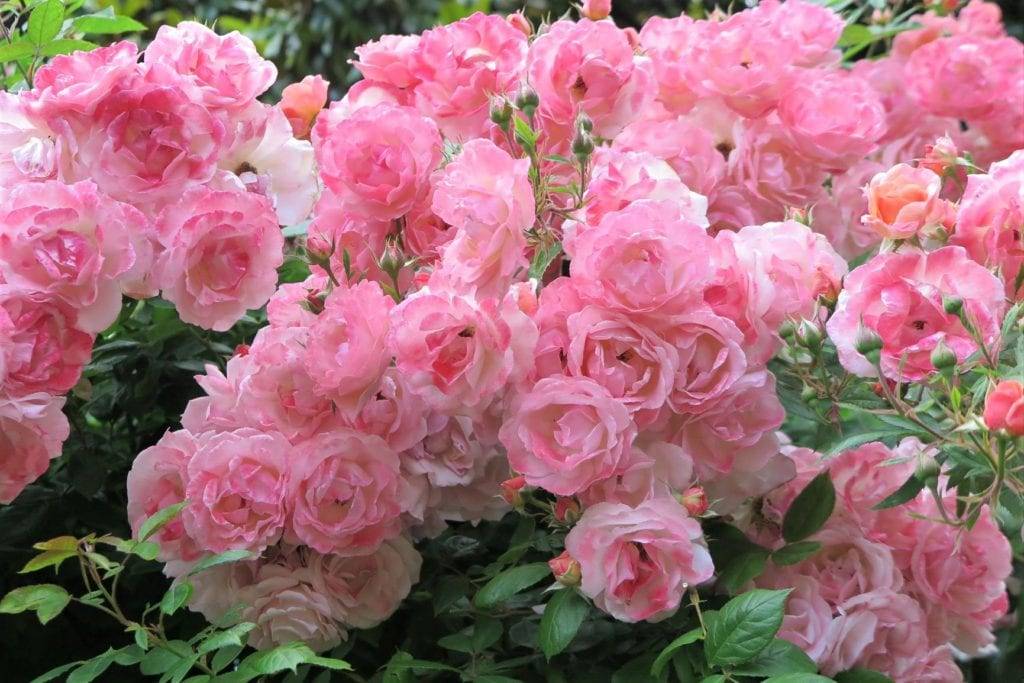 Portland International Rose Test Garden