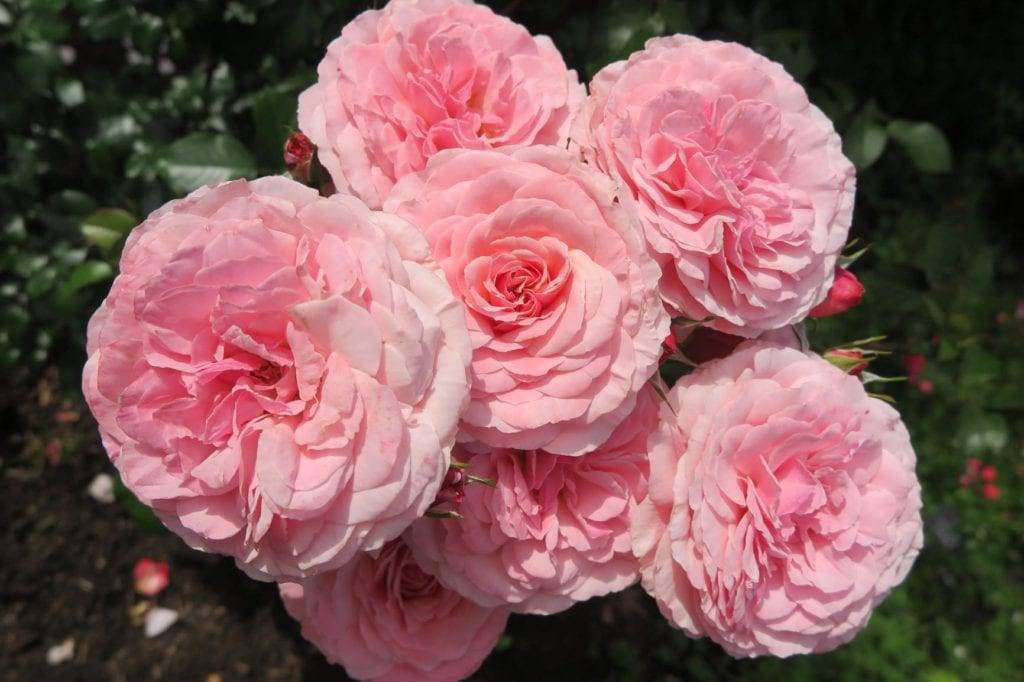 International Rose Test Garden