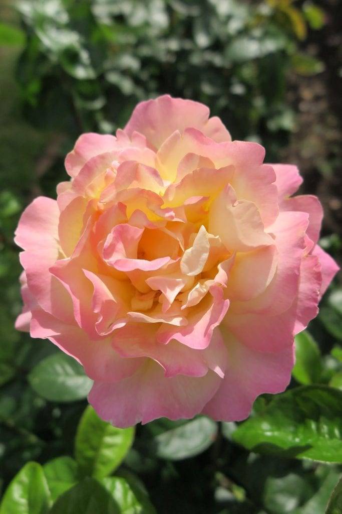 Rose Garden Suites Portland Unique And Different Wedding Ideas