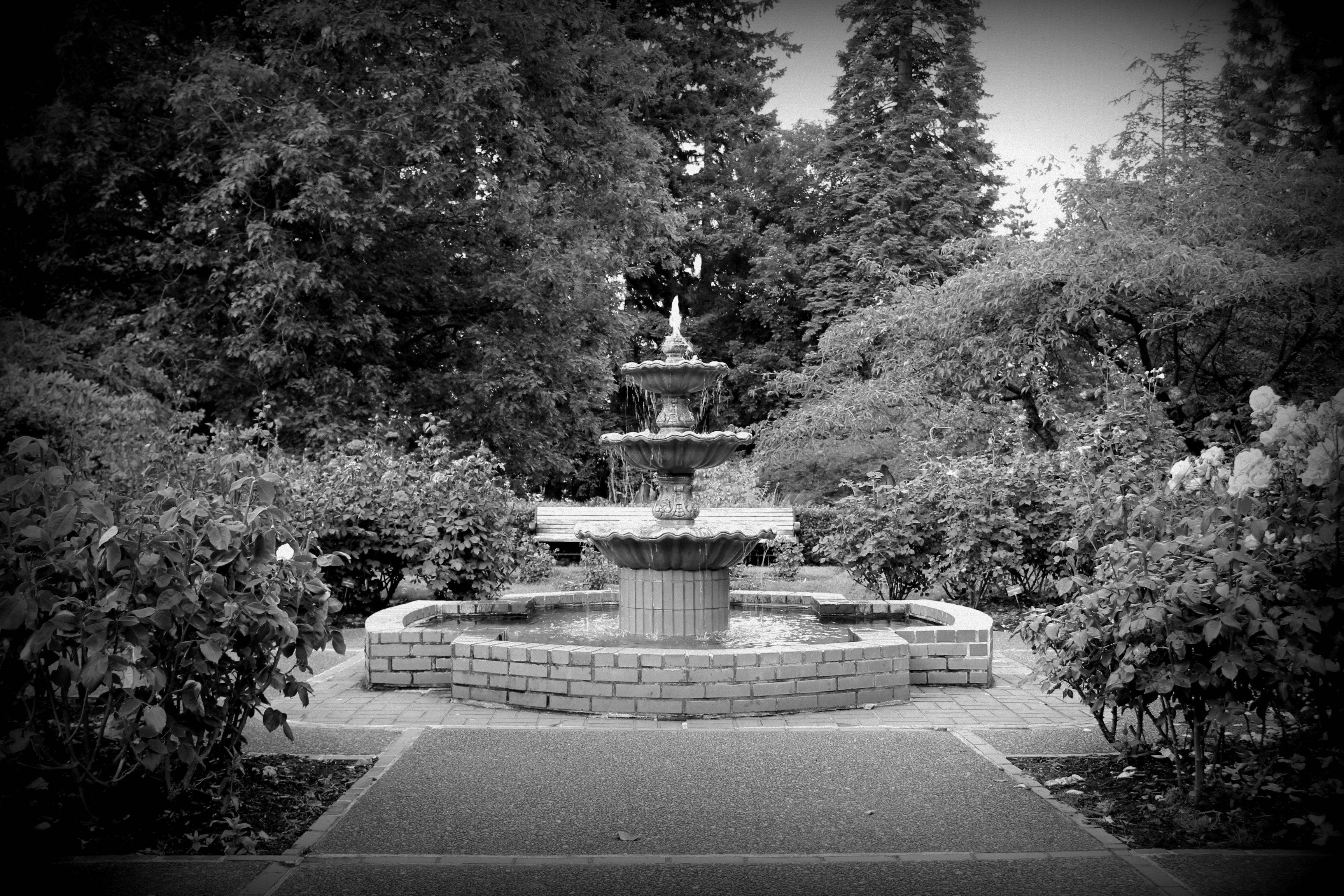 Rose Garden Stock Image Image